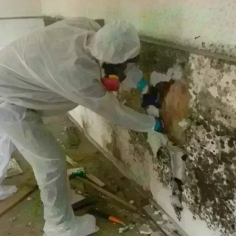 Mold Remediation and Removal in Ellsworth, ME